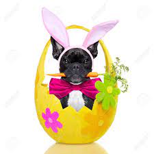 It is all dependent on the genes in the family that is being bred on what colors the offspring will come out to be. French Bulldog Dog With Carrot In Mouth And Easter Bunny Ears Stock Photo Picture And Royalty Free Image Image 52959600
