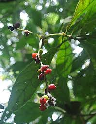 Image result for Psychotria auxopoda