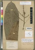 Image result for Gomphia