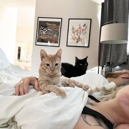 Do your cats sleep in bed with you? I can't imagine sleeping any other way! ♥️♥️