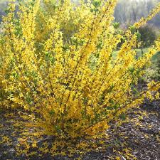 Flying Machine Forsythia Koreana Landscape Forsythia Landscape Design