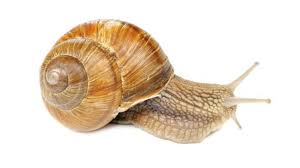 Producers of fresh escargot and snail caviar. Austria S Only Snail Farmer Bbc News