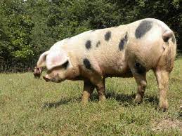 We did not find results for: The Little Schmidt Family Farm