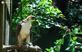 Giant african turaco, all in blue, up in the trees, black tasmanian swans in the water, penguins from antarctica on the shore. One Of World S Rarest Eagles To Land At Jurong Bird Park This Year Today