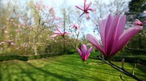 Continue reading kooduu synergy 35s : Loisirs Rendez Vous Aux Jardins Douze Idees Pour Se Mettre Au Vert Les 8 Et 9 Juin