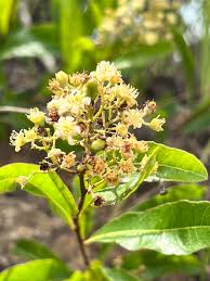 Image result for Leptochloa uniflora