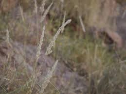 Image result for Enneapogon cenchroides