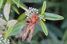 Image result for Limeum sulcatum