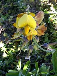 Image result for Crotalaria natalitia
