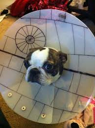 Cone Of Shame Star Wars Style Dog Cone Cone Of Shame War Dogs