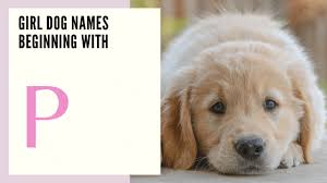 For the female dog that defines class and beauty, consider one of these top fancy dog names. Girl Dog Names That Will Stand The Test Of Time 100 Gorgeous Ones That Will Stand The Test Of Time