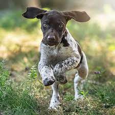 Five white with liver, five liver with white blaze. German Shorthaired Pointer Dog Breed Everything About German Shorthaired Pointer