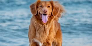 Golden Retreiver Breeders Ny New York Golden Retriever Breeders Reviewed Breeder Review