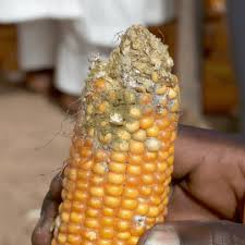 Aflatoxins are among the most potent mutagenic and carcinogenic substances known. Le Mais Gm Qui Resiste A L Aflatoxine Cancerigene Montre Comment La Biotechnologie Sauve Des Vies Agriculture Alimentation Sante Publique Soyons Rationnels