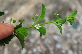 Image result for Scoparia dulcis