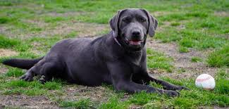 Champagne labrador puppies, like other labs, are friendly, playful, and ready to give their forever families plenty of love. Get Champagne Lab Puppies Texas Photography Pets House