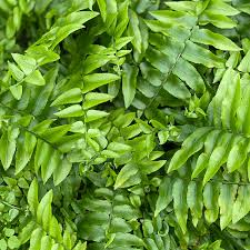 Image result for Nephrolepis biserrata