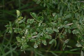 Image result for Albizia anthelmintica