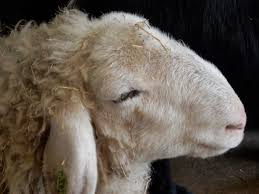 Austrian Long Haired Sheep Animals Sheep Long Hair Styles