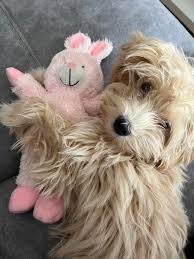 What do yall use for tear stains. I have tried angel wipes but they don't  work for her