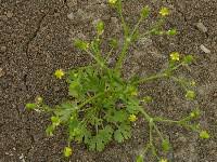 Image result for Ranunculus multifidus