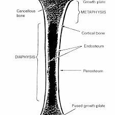 The diaphysis is the tubular shaft that runs between the proximal and distal ends of the bone. 1 Schematic Drawing Of A Longitudinal Section Through A Long Bone Download Scientific Diagram