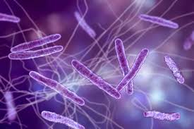 Image result for Bacteria