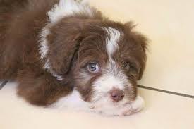But, overall, the bordoodle tends to be highly trainable and a good fit for dog owners of all experience levels. Border Collie Doodle Mix Novocom Top