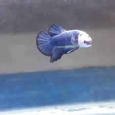 Mendapatkan bibit ikan cupang berkualitas. Ikan Hias Cupang Blue Panda Hias Shopee Indonesia