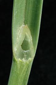 Image result for Fuirena pubescens