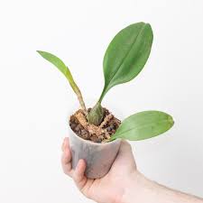 Image result for Bulbophyllum schinzianum