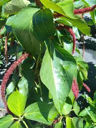 Image result for Acalypha allenii