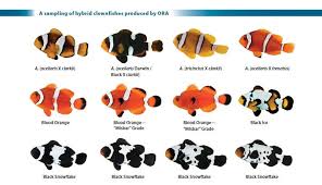 A Sampling Of Various Types Of Intraspecific Interspecific