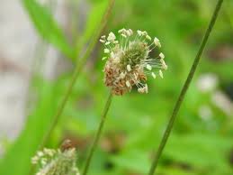 Image result for Cyathula lanceolata