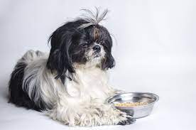 How Much Food Should A Shih Tzu Eat Shihtzuandyou Com
