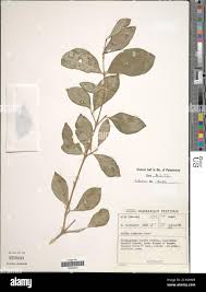 Image result for Coffea racemosa