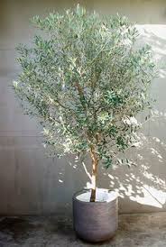 Follow individual instructions for watering. 25 Best Potted Olive Tree Ideas Potted Olive Tree Olive Tree Potted Trees