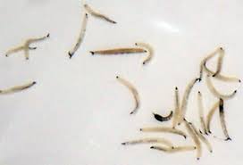 They're not eating the entire leaf just the soft sections of the leaves. Species Identification Waterborne Larvae Texas Usa Biology Stack Exchange