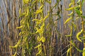 Salix alba tristis wikipedia : Weeping Golden Willow Catkins Salix Sepulcralis Chrysocoma Weeping Golden Willow Redzet Eu