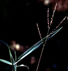 Image result for Digitaria abyssinica