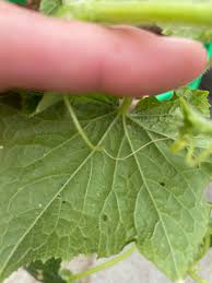 Image result for thrips damage on cucumber