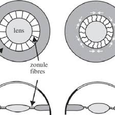 Article suivantsuivant maurice nivat : Pdf Focusing By Shape Change In The Lens Of The Eye A Commentary On Young 1801 On The Mechanism Of The Eye
