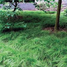 Image result for Carex petitiana