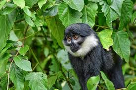 Image result for Monotes africanus