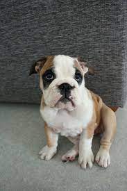 Bulldog Cutie Bully Dog Cute Dogs Bulldog Puppies