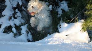 Lagotto romagnolo puppies for sale ohio. Fiume Kennels Lagotto Romagnolo Breeder Lagotto Puppy Available