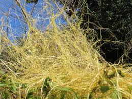 Image result for Cuscuta