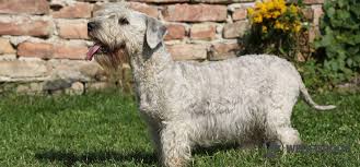 Image result for ČESKÝ TERIÉR