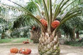 Perlu Tahu 6 Produk Turunan Kelapa Sawit Yang Kita Pakai Tiap Hari