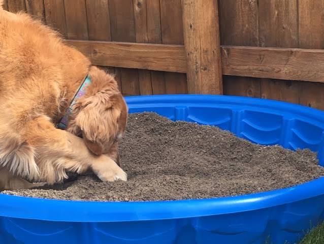 A Girl's Just Got to Dig! | The Thinking Dog